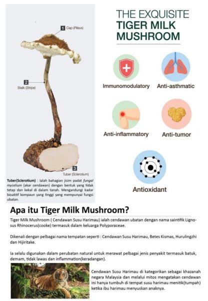 tiger milk mushroom